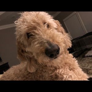 Meet your Posher, Roberta